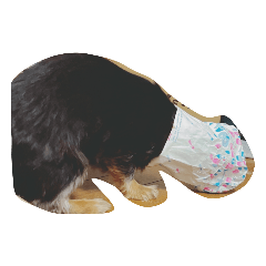 Raiga.Dolce