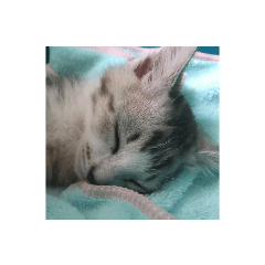 愛猫ちゃんとアバター☆