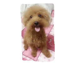 Cute bangui