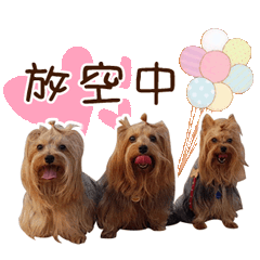 BFC約克夏女子團體