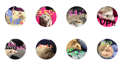 Shirasu!!! Shirasu!!!