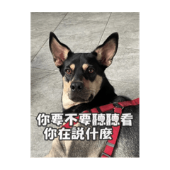 哈寶&姆寶的日常生活