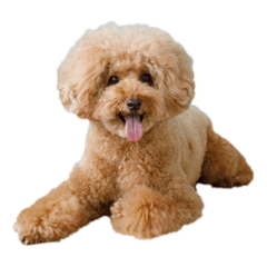 ayumi_20220122222311