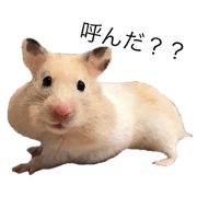 hamster^^
