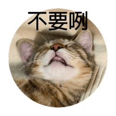 小魯的各種
