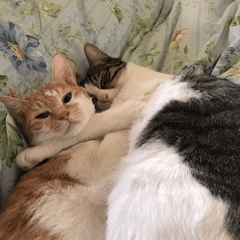 brother cats2