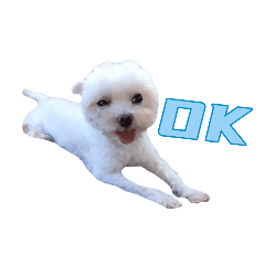 瑪爾濟斯狗寶-Hello篇