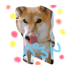 shibakenhanayan