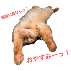 Baby LION_20220123131430