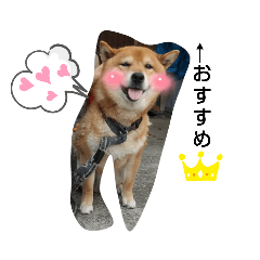 柴犬ぷく太no.2