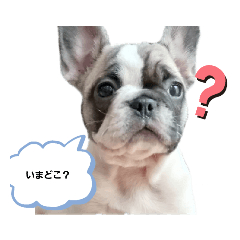 3 French Bulldogs in my house