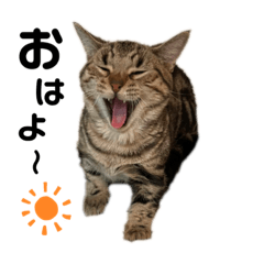 chata neko