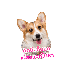 Hyejin the corgi_20220123132611