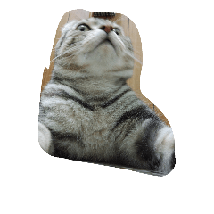 QQ cat.