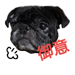 Pug Dog Ran-chan(Everyday conversation)