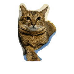 CC cat,