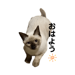 Sayuri_20220123204358