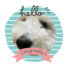 さすけすずしずく