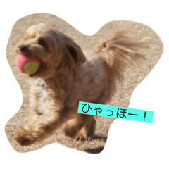 Aile stamp (Maltese poodle)