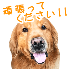 Golden Retriever Buran's daily 2