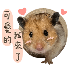Mama's boy -hamster Fagui
