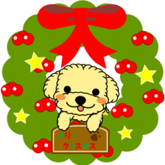 toy poodle "Milk chan" Xmas and New Year