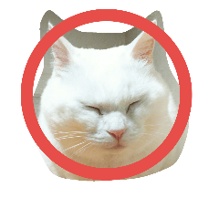 lovely white cat eve 2