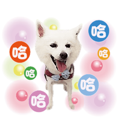 陪伴你/Pet with you2