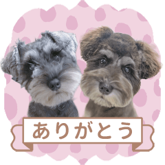 Kawaii Schnauzers!!