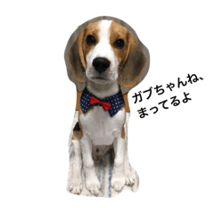 Beagle Dog GABU
