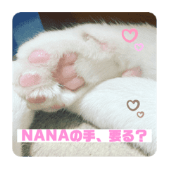 NANA♡キジ白猫