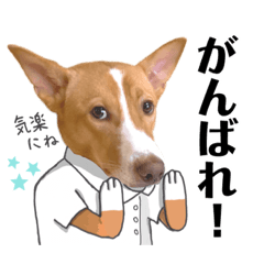 イケメン犬の天風先輩