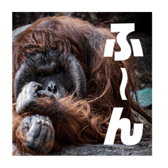 Hyper Orangutan Sticker