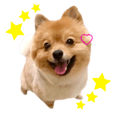 オレンジポメのマロン Line スタンプ Line Store