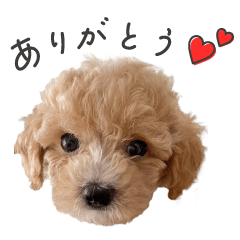 maltipoo_simba
