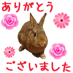 House fluffy rabbit(Komachi)
