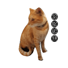 就只是貓