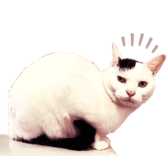 猫だし
