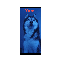 Yami the Husky