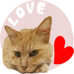 Longhair Cat Cute Photo sticker