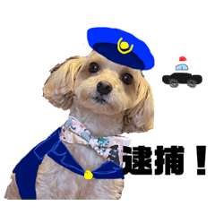 愛されわんこのアルト②