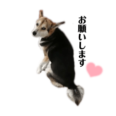 hikari_20220126183935