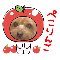 roko.k