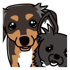 DOGS Chihuachshund & Chihuahua