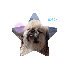 pekingese saku