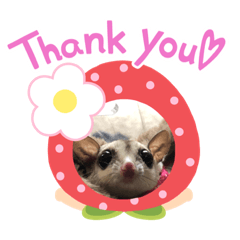 フクロモモンガ　テトチル