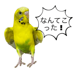 cherry_20220127021327