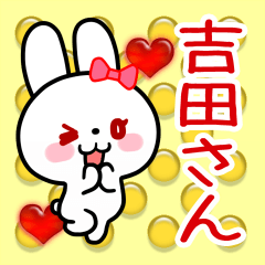 The white rabbit loves Yoshida-san