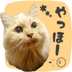 Longhair Cat Cute Photo sticker.3