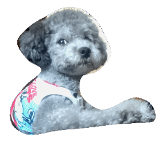 dog silver
